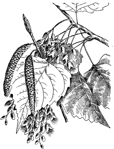 Eastern Cottonwood Leaves Coloring Page